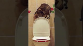 Гениальный кот: Вот такой воспитанный чистюля!!!