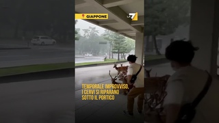 Temporale improvviso, i cervi si riparano sotto il portico