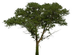 JVC:BP G:Tree 42 Poplar 24m