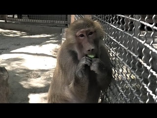 Маготам и Гамадрилам Павиан очень нравятся огурцы! The Magots and Hamadryas Baboons lоve cucumbers!