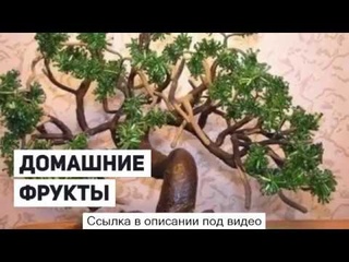 Экодар гибридные мини деревья - экодар! гибридные мини-деревья.