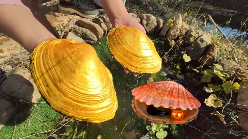 What kind of pearls will the 20 year old golden pearl shell bring