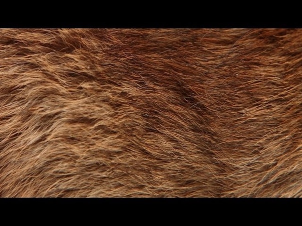 The 2 Bears Bear Hug ( Lyric