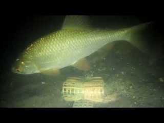 Плотва у фидерной кормушки/Common roach near feeder
