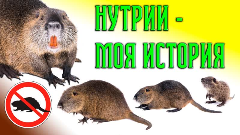 Нутрии моя история