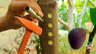 فن ودقة تطعيم جميع الاشجار احدث الطرق اا ابداع اا Graft of trees