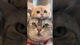 Funny animal videos 2023 Funny cat videos and dogs - Funny videos #3 #shorts #cats #dogs