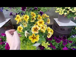 ПЕТУНИЯ ПЕТХОА-СУПЕР ПЕТУНИЯ.2021