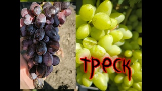 треск ягод после ливня