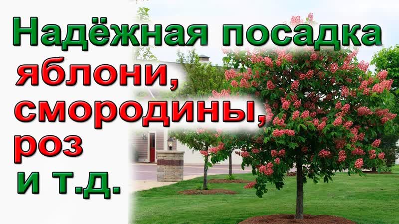 Как посадить саженцы плодовых деревьев и