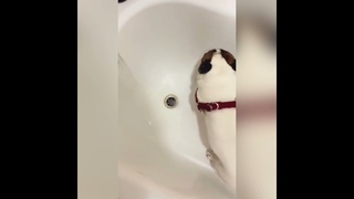 Собака , которая научилась мыть лапки! Умора ))
