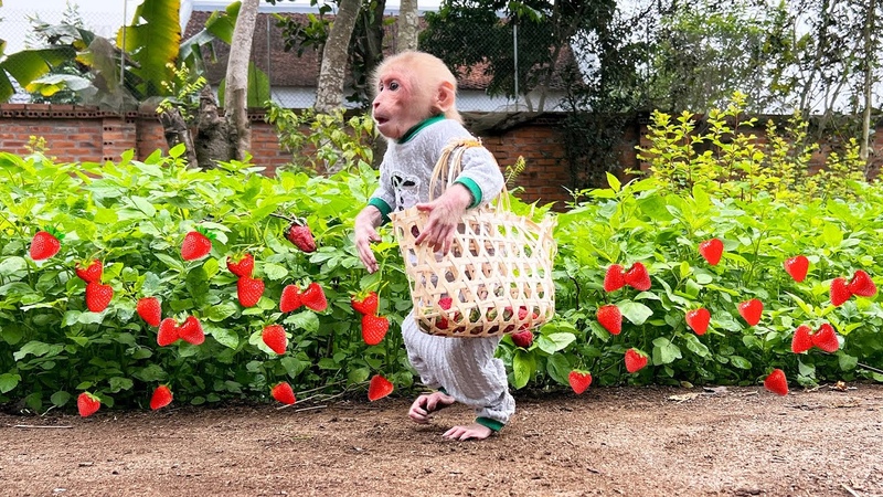 Super monkey Bibi harvests strawberries to surprise