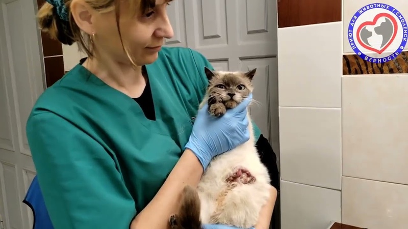 Буся тайская кошка, живущая с раковой опухолью в грязном