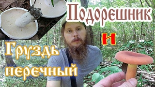 Грузди Перечные и Подорешник (Груздь красно-коричневый)