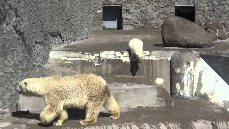 Uslada follows her cub, and watches her what she does, at Leningrad Zoo, in Saint Petersburg,