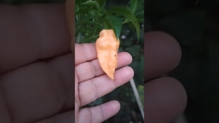 7 pot Trinidad Scorpion Peach, экстремально острый перец