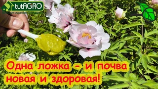 ВСЕГО 1 ЛОЖКА  и земля как новая, здоровая, плодородная, живая, для большого урожая на года!