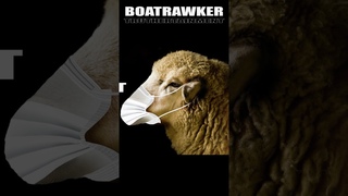 Where the Sheep have no Brains #truth #parody #u2cover