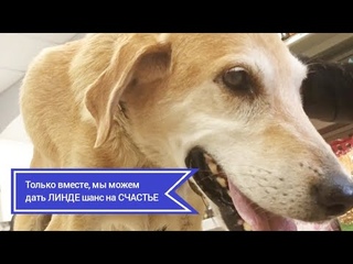 ЛИНДЕ НУЖЕН ШАНС на счастье и наша общая ПОМОЩЬ! Верновцы -помощь животным