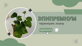 Эпипремнум КАК размножить лиану?