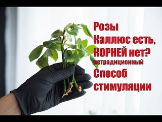 ЧЕРЕНКИ РОЗ, НЕТРАДИЦИОННЫЙ СПОСОБ СТИМУЛЯЦИИ КОРНЕЙ