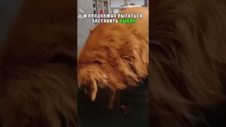 Собачка пытается спасти рыбку