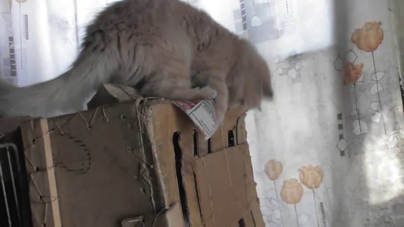 Котёнок Паля (палевый) ласковый зверь растёт