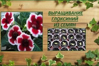 Выращивание глоксиний из семян
