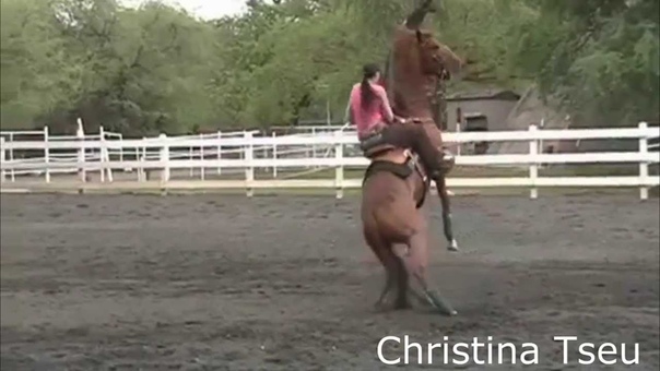 Horse Fails and Falls our youtuber