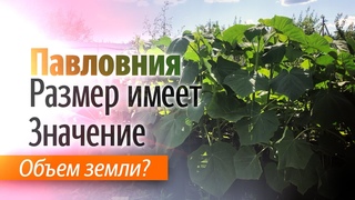 Павловния - размер имеет значение!