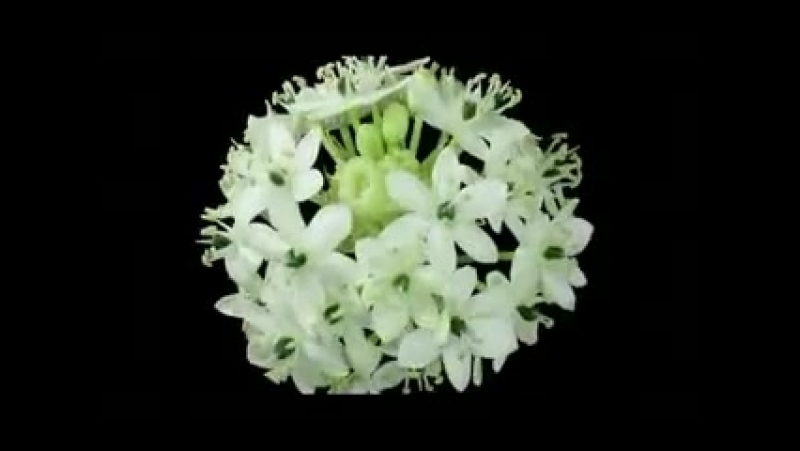 Энием Матурым)без сине бик нык яратабыз, бу видео бары тик