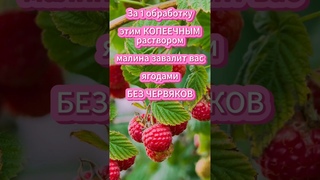 Малина будет без единого червячка  поможет специя с вашей кухни!#малина #малинавредители