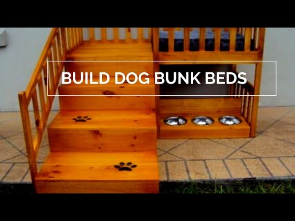 Build dog bunk beds