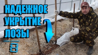 НАДЕЖНОЕ УКРЫТИЕ ВИНОГРАДА НА ЗИМУ В СЕВЕРНЫХ УСЛОВИЯХ. ВЫРАЩИВАНИЕ ВИНОГРАДА В ТЕПЛИЦЕ
