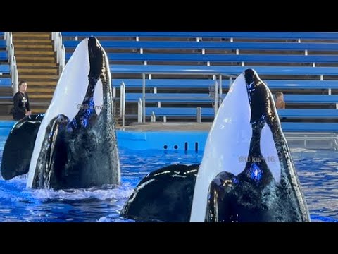 Orca Encounter ( Full Presentation) Jan 7, 2024 Sea World San