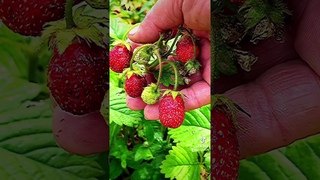 Что за ягода Земклуника#Shorts