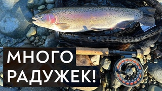 Ловлю РАДУЖНУЮ форель на ЗАПРЕЩЕННУЮ мушку