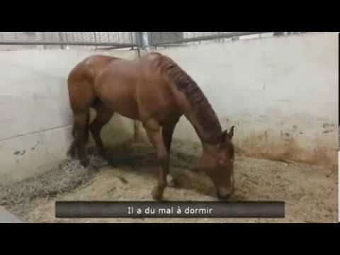 Смешные приколы Однажды в студеную зимнюю пору, лошадка