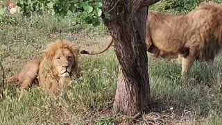 Прогулка по Тайгану, часть 3, ЛЬВИНАЯ ПЕРЕКЛИЧКА!!!. Walk in Taigan, part 3,lion roll call.