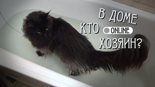 ВОДОПЛАВАЮЩИЙ МЕЙН КУН СИМБА
