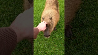 Petting A Wild Capybara
