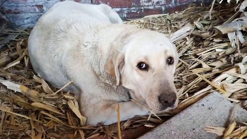 Dog Mom Gave Birth in Haystack, Cant Believe We Come Back to Save Her and Babies ( Hulan Rescue