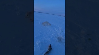 Песец тащит налима