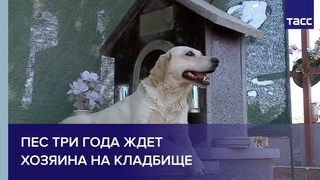 Привязанность сильнее смерти. Пес три года ждет хозяина на кладбище
