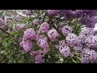 Ст Каневская, ст Челбаская, ст Бриньковская