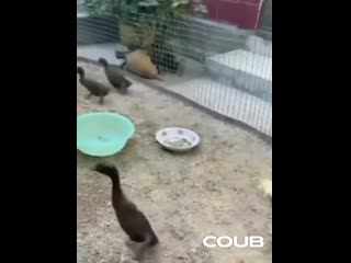Расист.