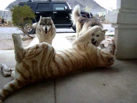 Tiger vs Dog