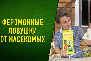 ЧЕРВИВЫХ ЯБЛОК БОЛЬШЕ НЕ БУДЕТ! Отличный способ борьбы - феромонные ловушки!