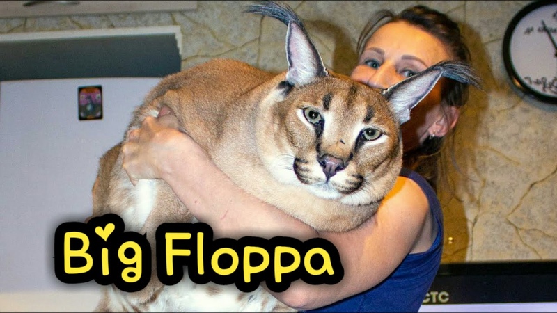 Wild Caracal Gregory Has a Warm Heart : Big Floppa :