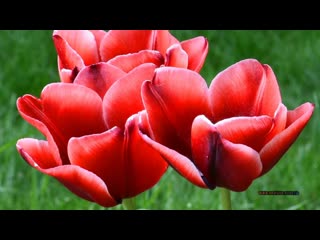 Гаспра, цветущий парк Харакс, мыс Ай-Тодор 7 Мая. Крым. Gaspra, blooming park Crimea.
